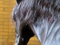Zodiacon 2012 260.jpg